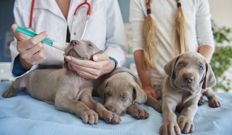 Medische puppyzaken