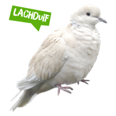 Spreekbeurt lachduif