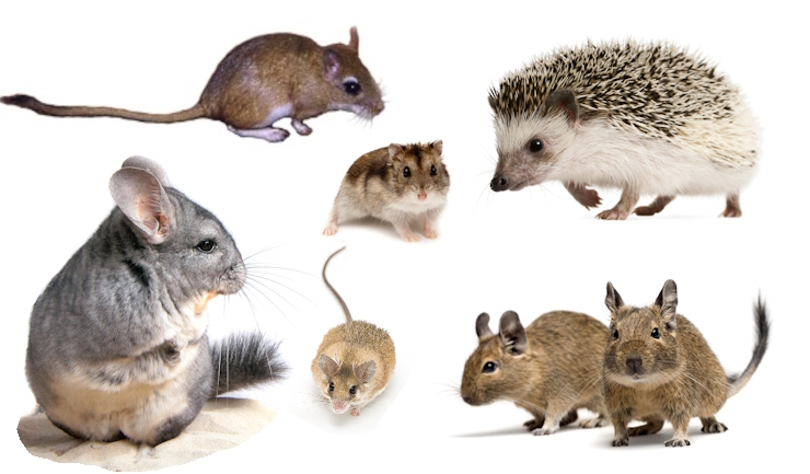 Uitspraak rechtszaak: huis- en hobbydierenlijst blijft bestaan, een paar soorten opnieuw beoordelen.