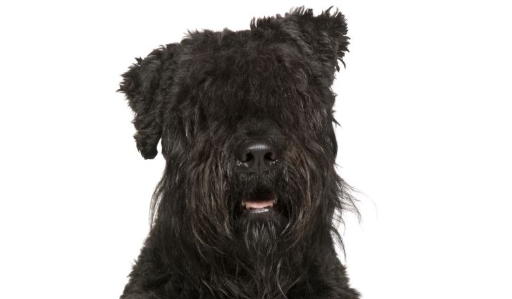 Bouvier des Flandres