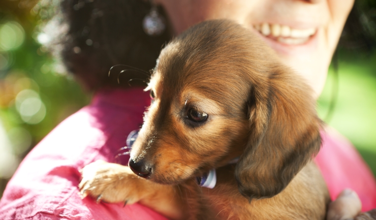 Veel vraag naar honden tijdens Corona crisis