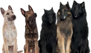 Belgische Herdershond