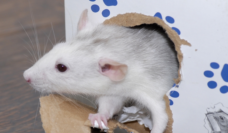 Rat