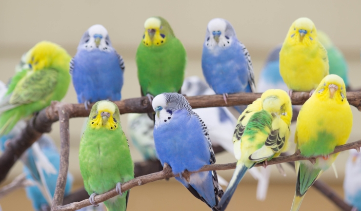 De aanschaf van een papegaai of parkiet