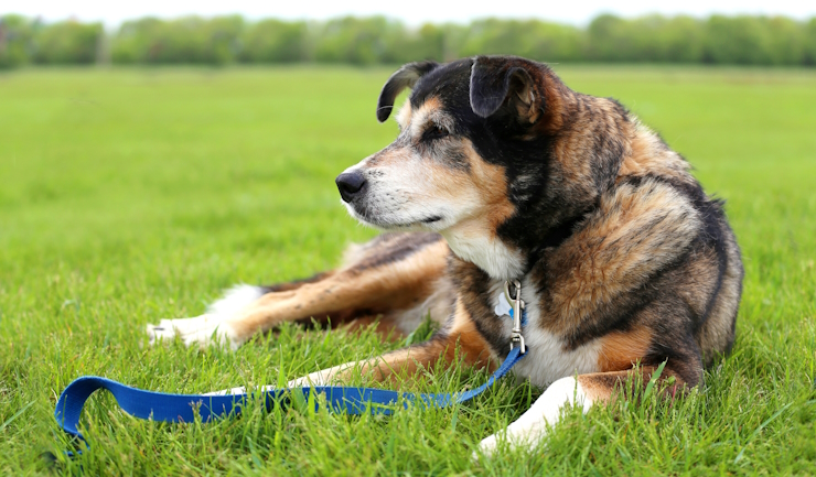 Artrose bij honden