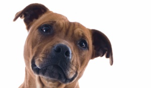 Staffordshire Bull Terrier