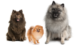 Keeshond