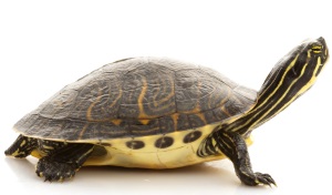 Roodwang-, geelwang- en geelbuikschildpad