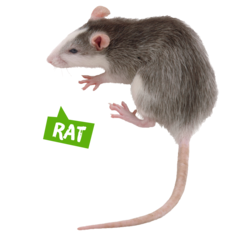 Spreekbeurt rat