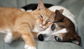 Homepage hond en kat