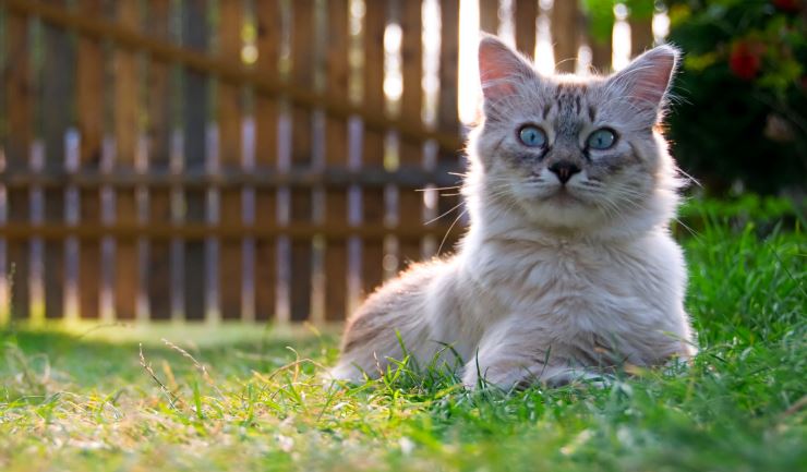 Een hek om de tuin of een kattenren?