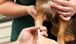 Titeren bij hond en kat