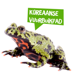 Spreekbeurt Koreaanse vuurbuikpad