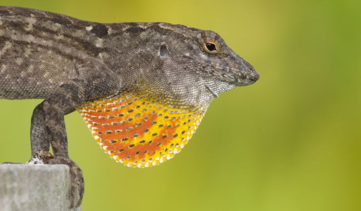 Bruine anolis