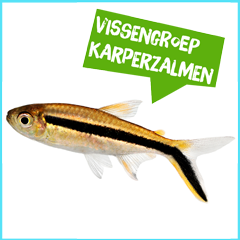 Spreekbeurt vissengroep karperzalmen
