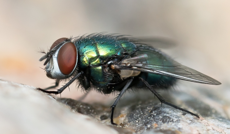 Madenziekte (myiasis) bij het konijn