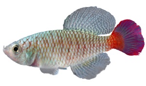 Killivissen (vissengroep)