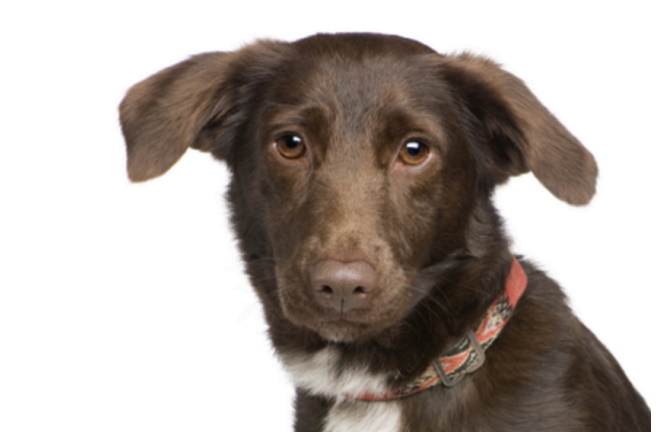 Heeft u een hond uit Zuid-Europa? Doe mee aan dit onderzoek!