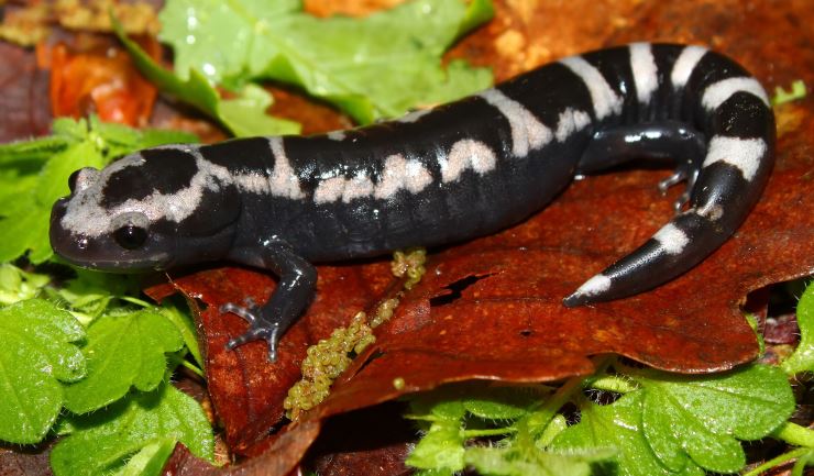 Molsalamanders (amfibieëngroep)