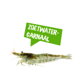 Spreekbeurt zoetwatergarnaal