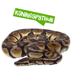 Spreekbeurt koningspython