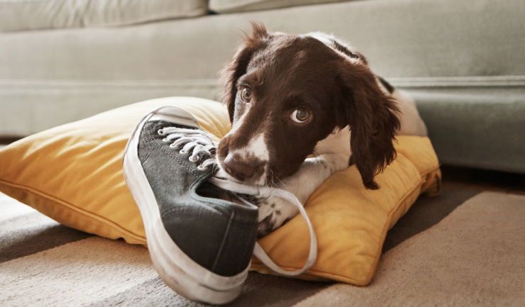 Een pup opvoeden in coronatijd