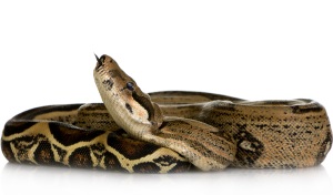 Boa constrictor