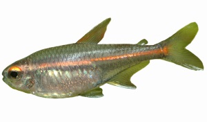 Vuurneon