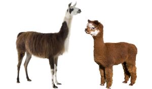 Lama en alpaca