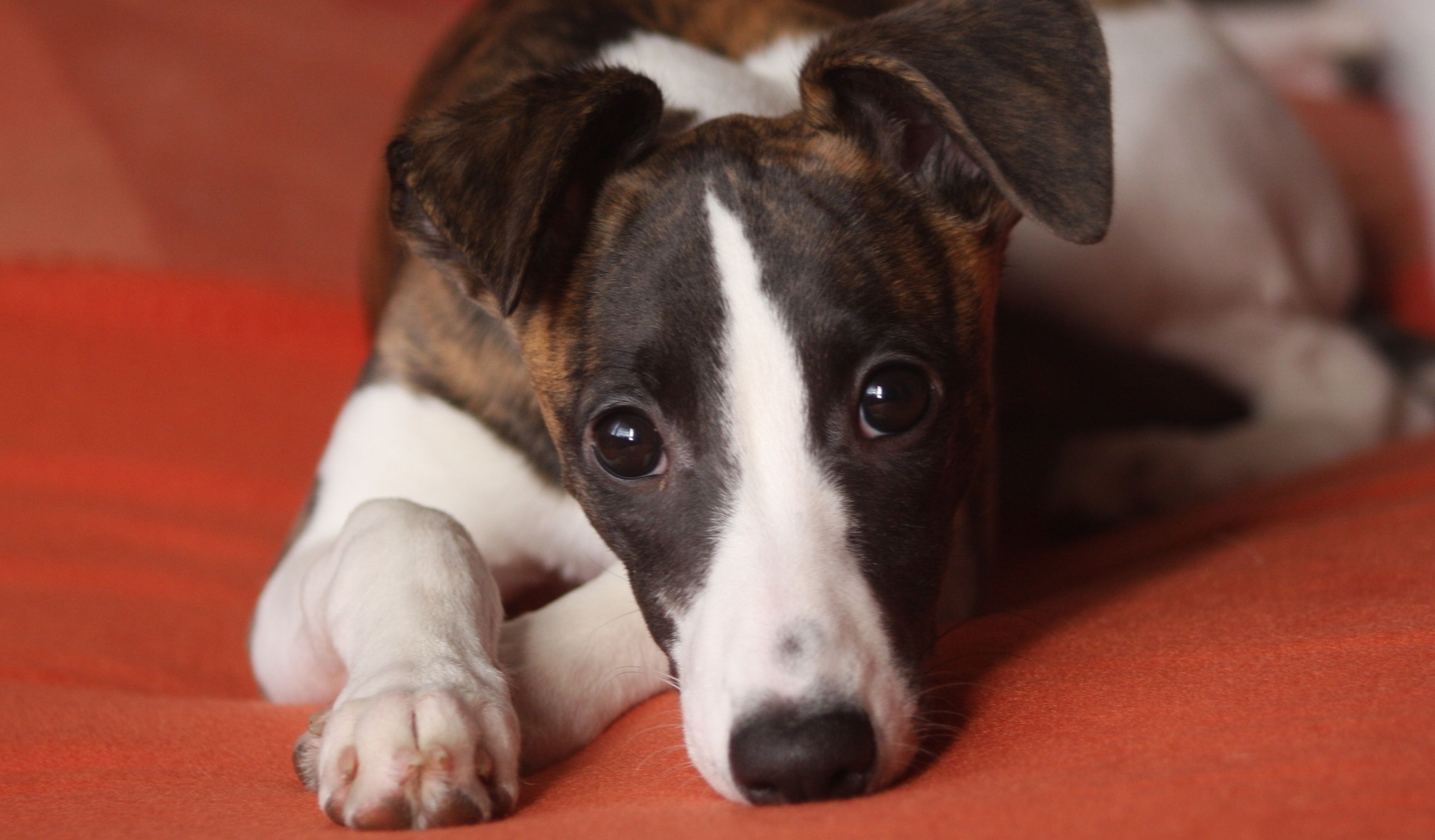 Hondensector, wetenschap en dierenwelzijnsorganisaties presenteren plan FairDog