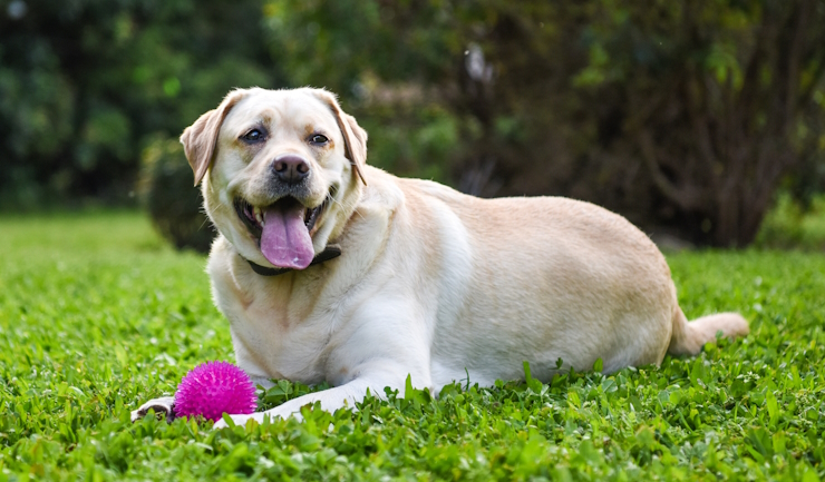 Een gezond gewicht: ook voor dieren belangrijk!