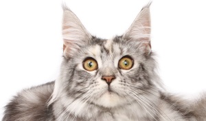 Maine Coon