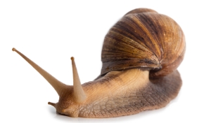 Agaatslakken
