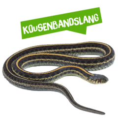 Spreekbeurt kousenbandslang
