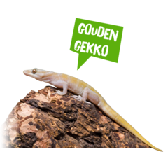 Spreekbeurt gouden gekko
