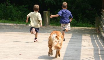banner bang voor honden