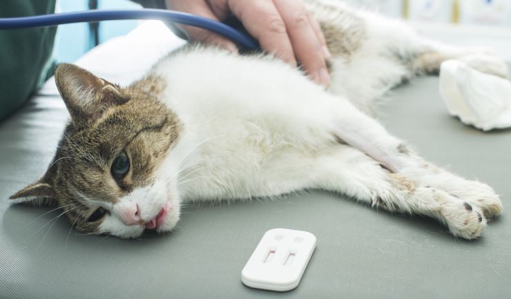 Feline Leukemievirus (FeLV)