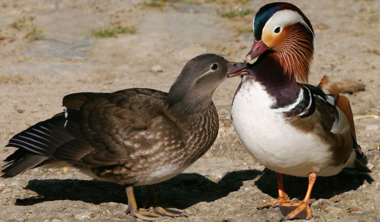 Gemeenten actief voor dierenwelzijn, maar kansen voor verbetering