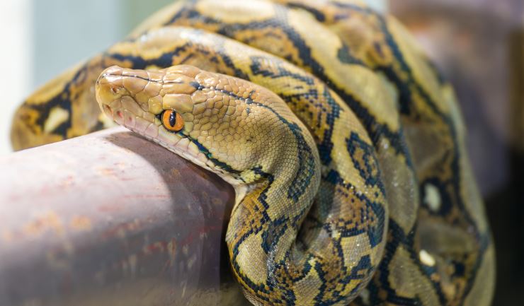 Netpython