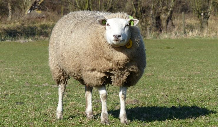 Schaap