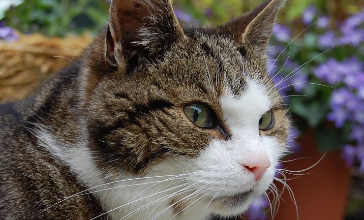 Gezocht! Katten met suikerziekte (Diabetes Mellitus)
