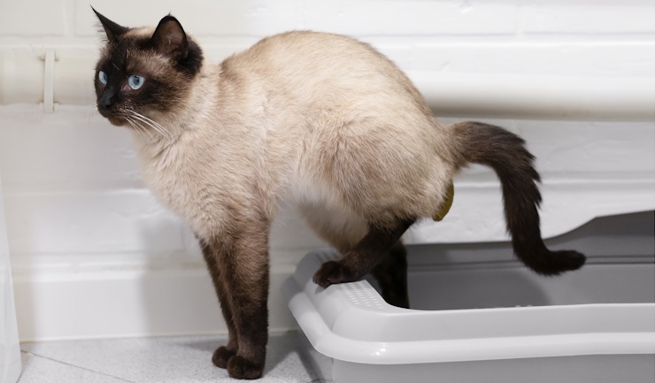 Waarom een goede kattenbak écht het verschil maakt