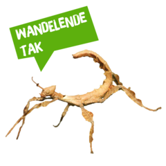 Spreekbeurt wandelende tak