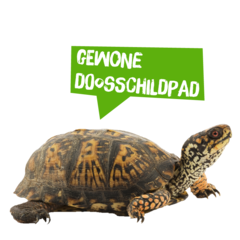 Spreekbeurt gewone doosschildpad