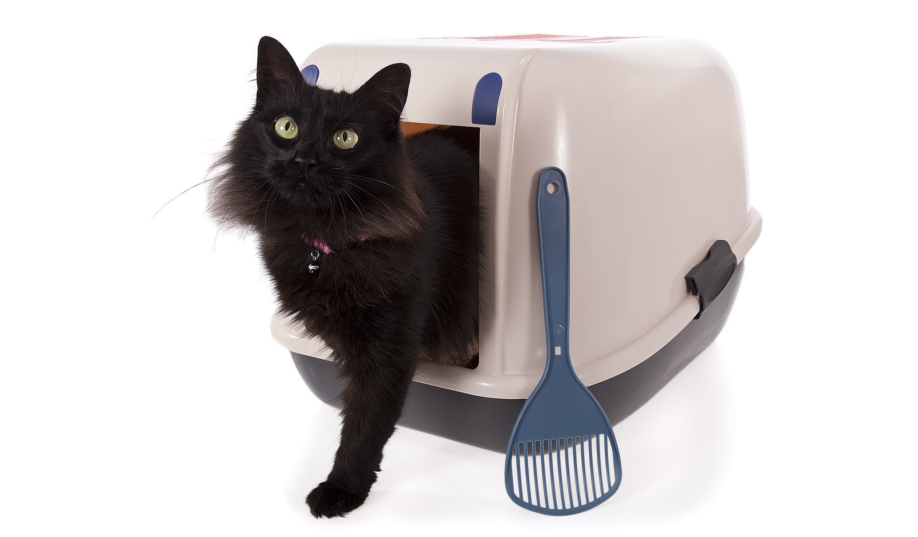 Kattenbaktips