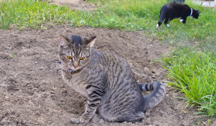 Toxoplasmose