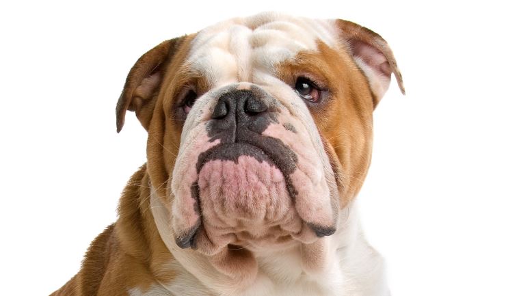 Engelse Bulldog