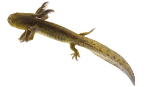 Axolotl