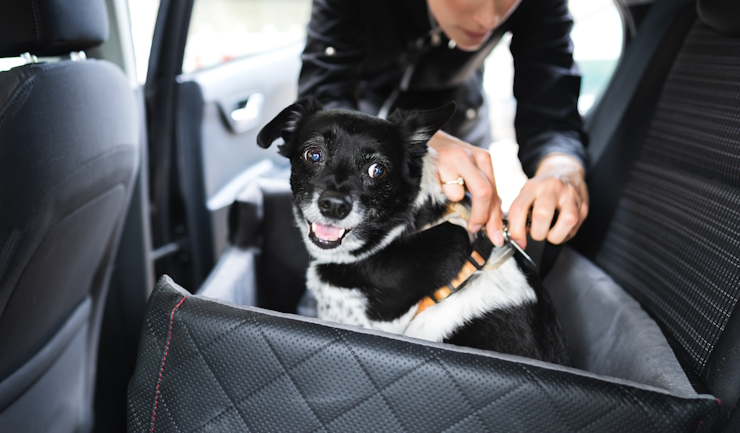 Uw huisdier in de auto