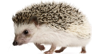 Witbuikegel